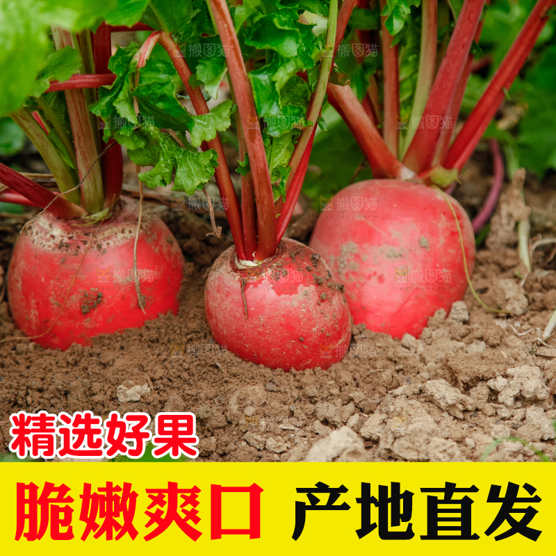 地里种着红萝卜