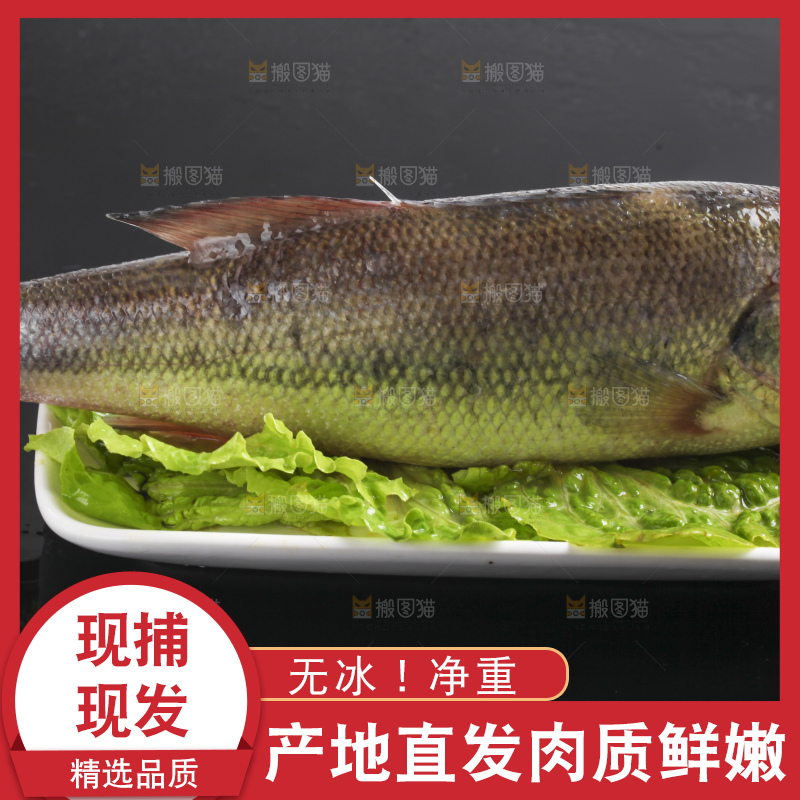 黑底上的海鲈鱼