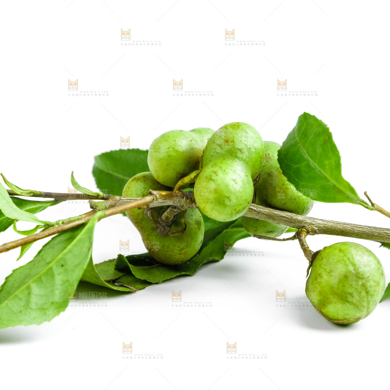 白底上摆放着茶叶子