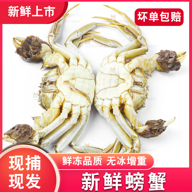 浅底上的鲜活螃蟹