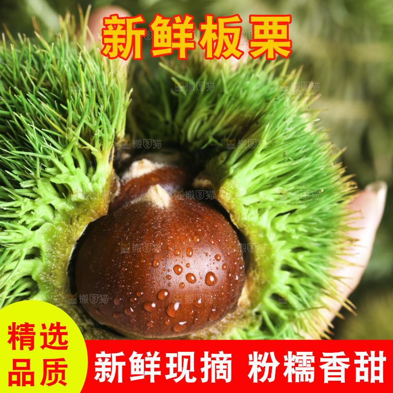 手里拿着新鲜板栗