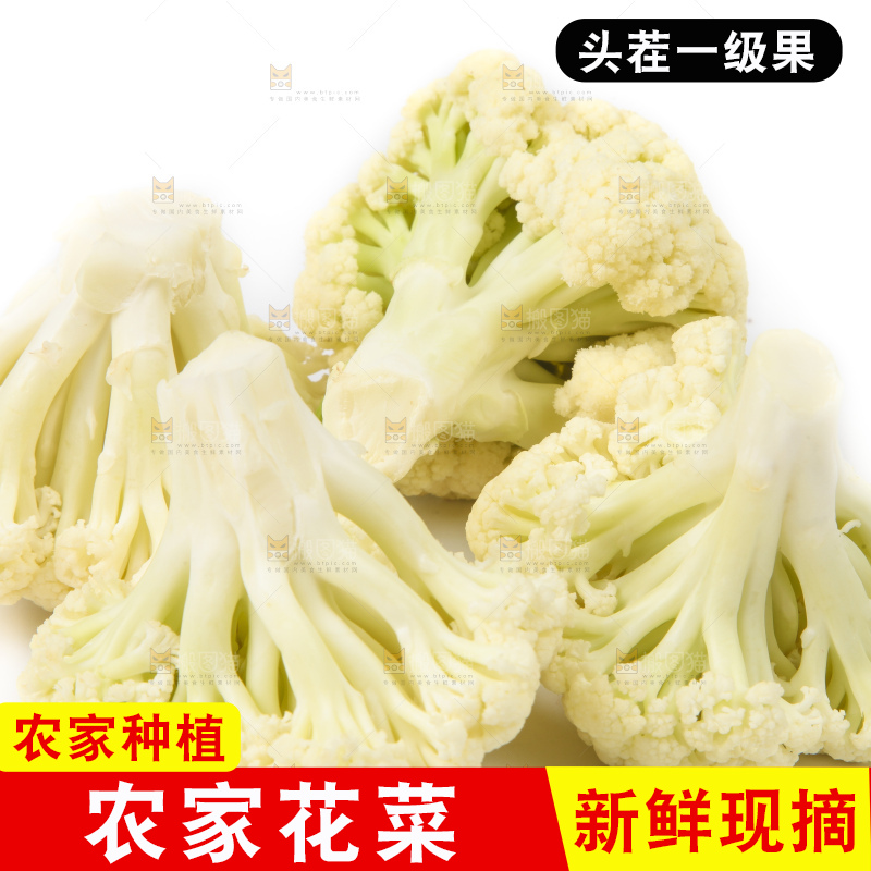 白底上的白花菜