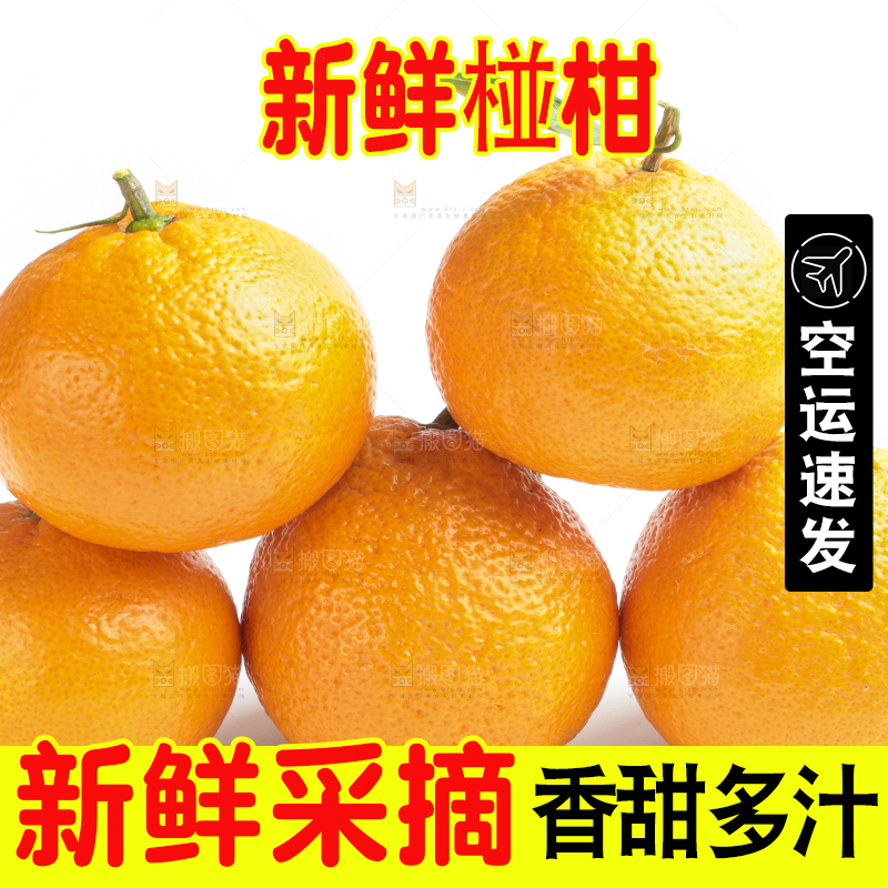 白底上的椪柑橘