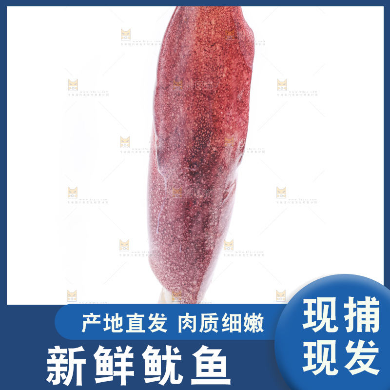 白底上的鱿鱼