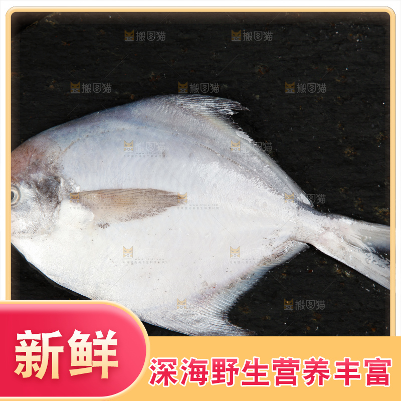 深底上放着银鲳鱼