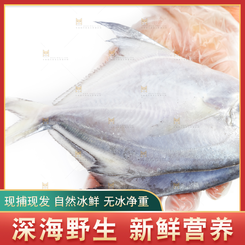 手里拿着野生银鲳鱼