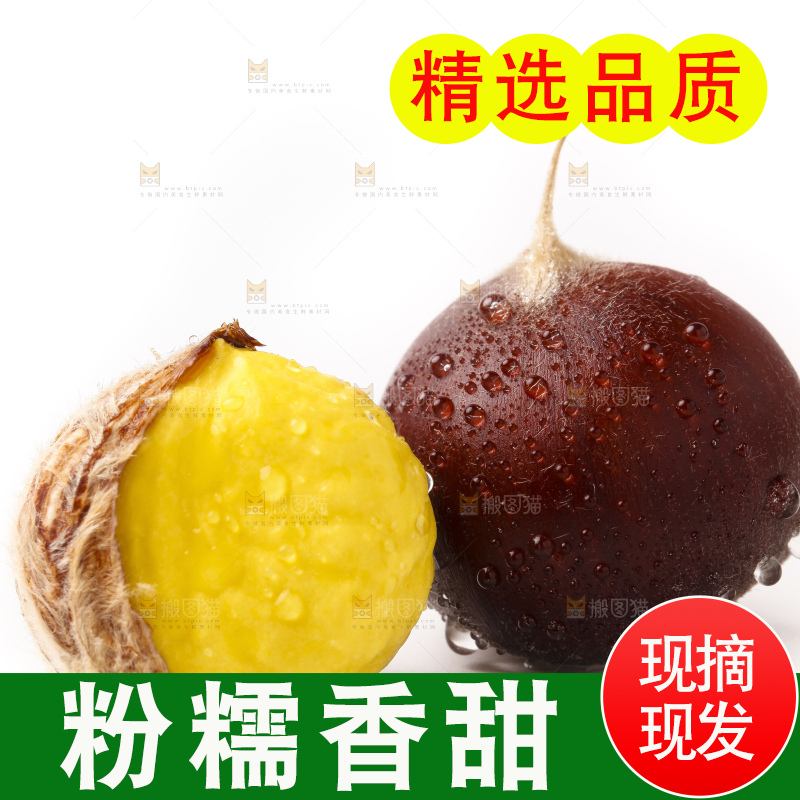 浅底上的迁西板栗