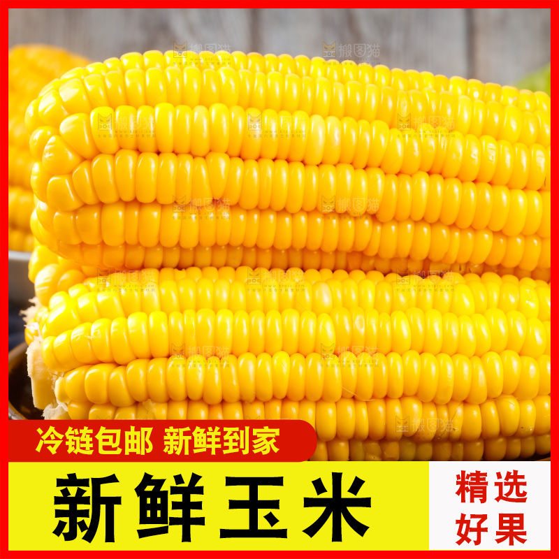 深底上的东北玉米