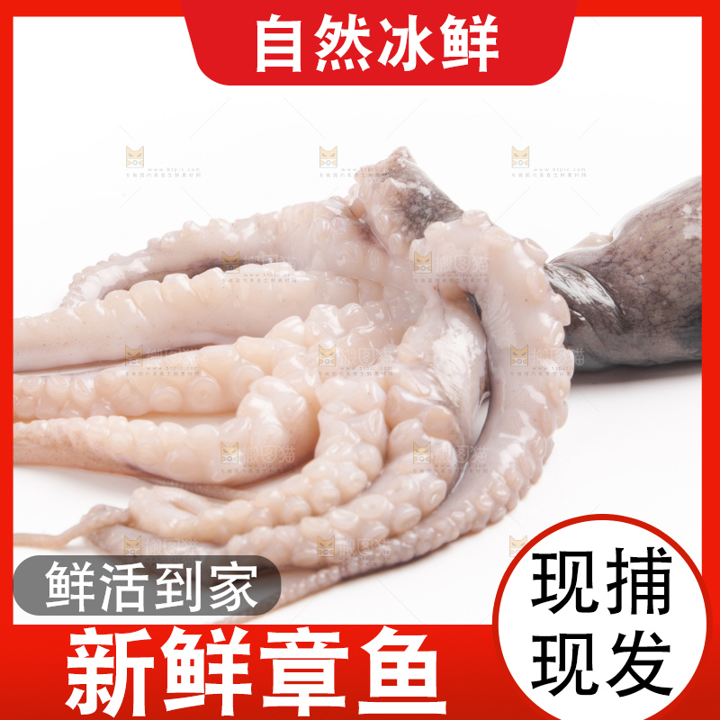 白底上摆放着小章鱼