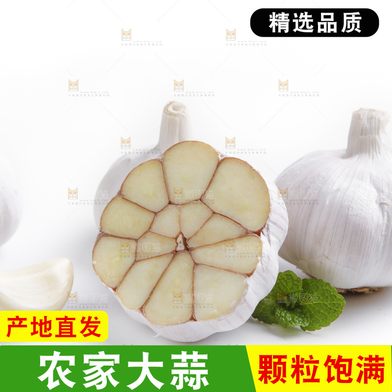 白底上的山东大蒜头