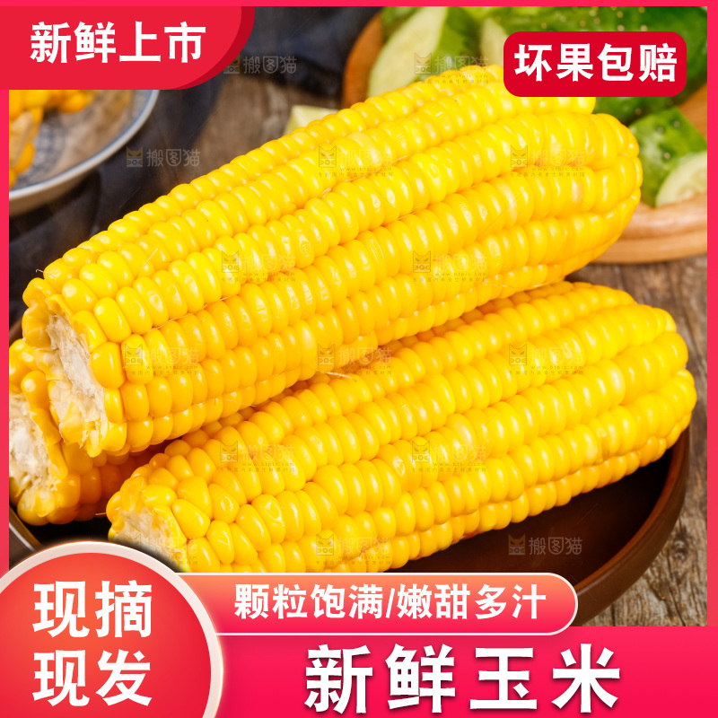 深底上的东北玉米