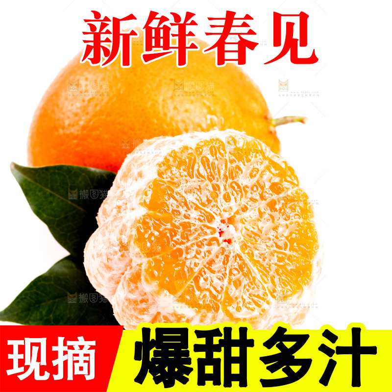 白底上的春见耙耙柑