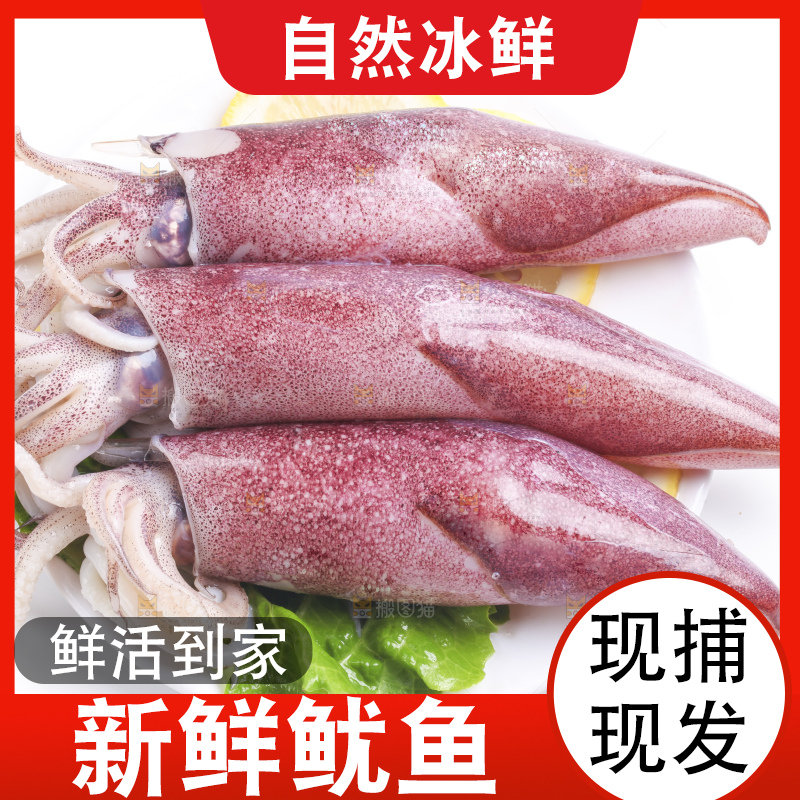 白底上的鱿鱼
