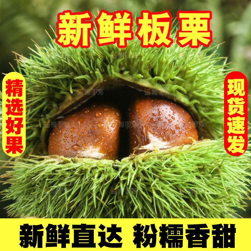 手里拿着新鲜板栗