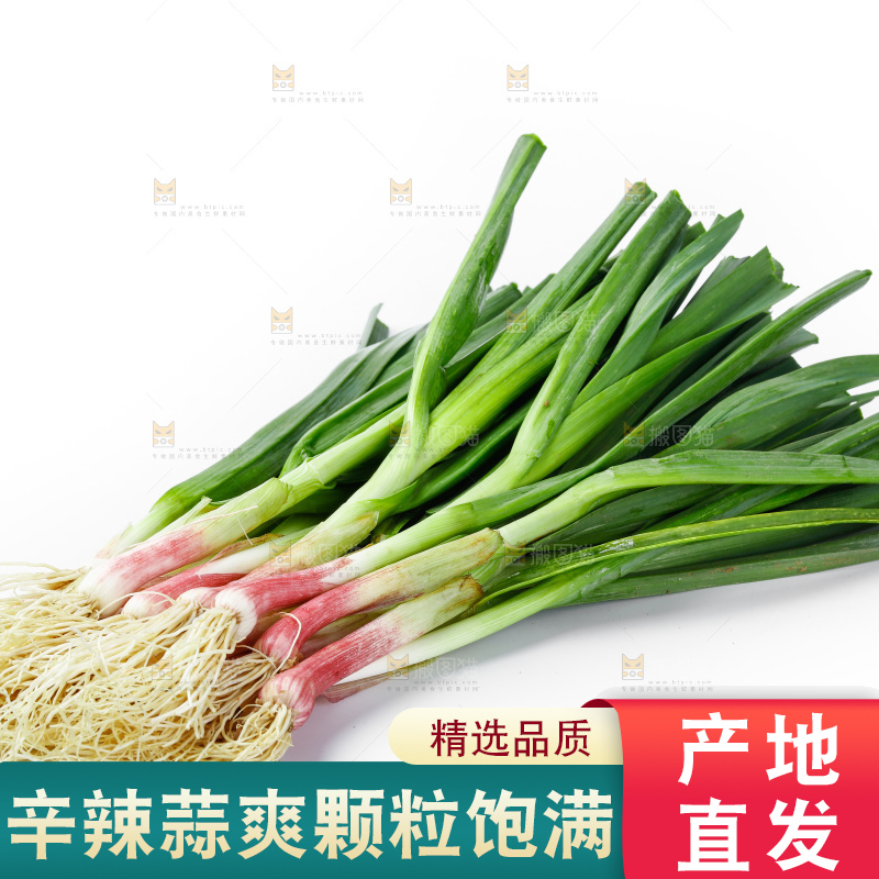 白底上的新鲜蒜苗