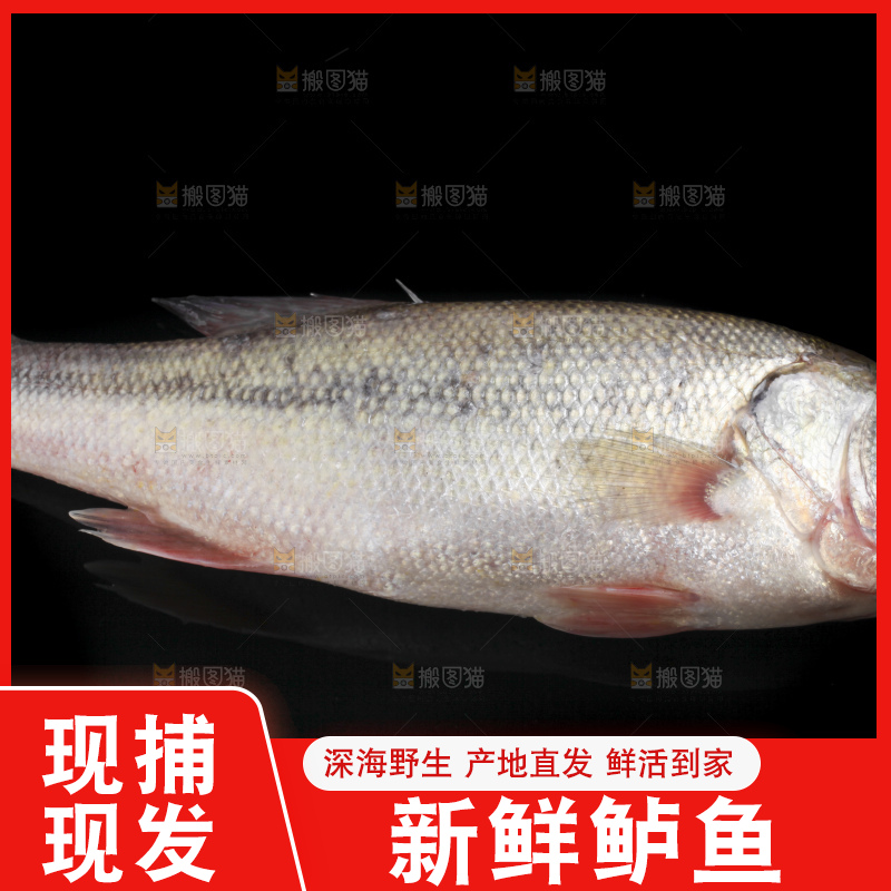 黑底上的海鲈鱼