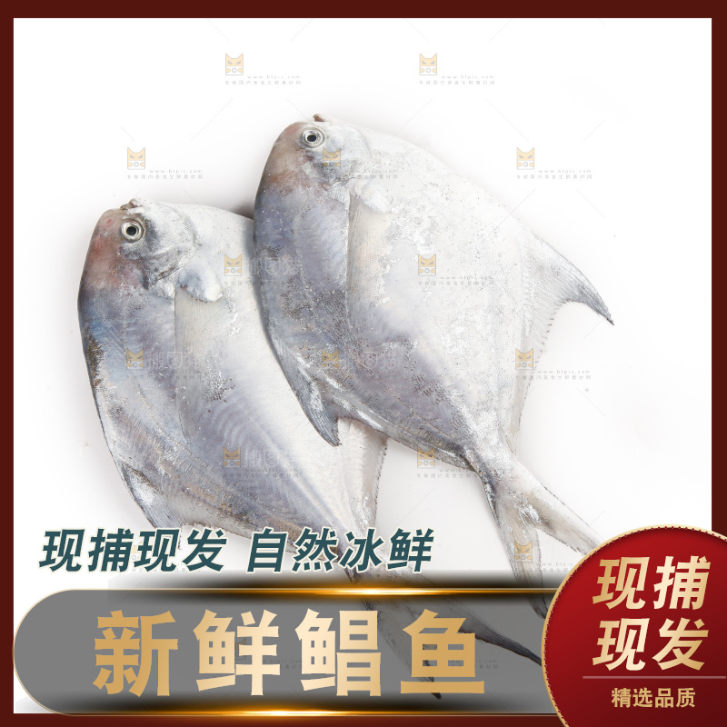 白底上的深海银鲳鱼