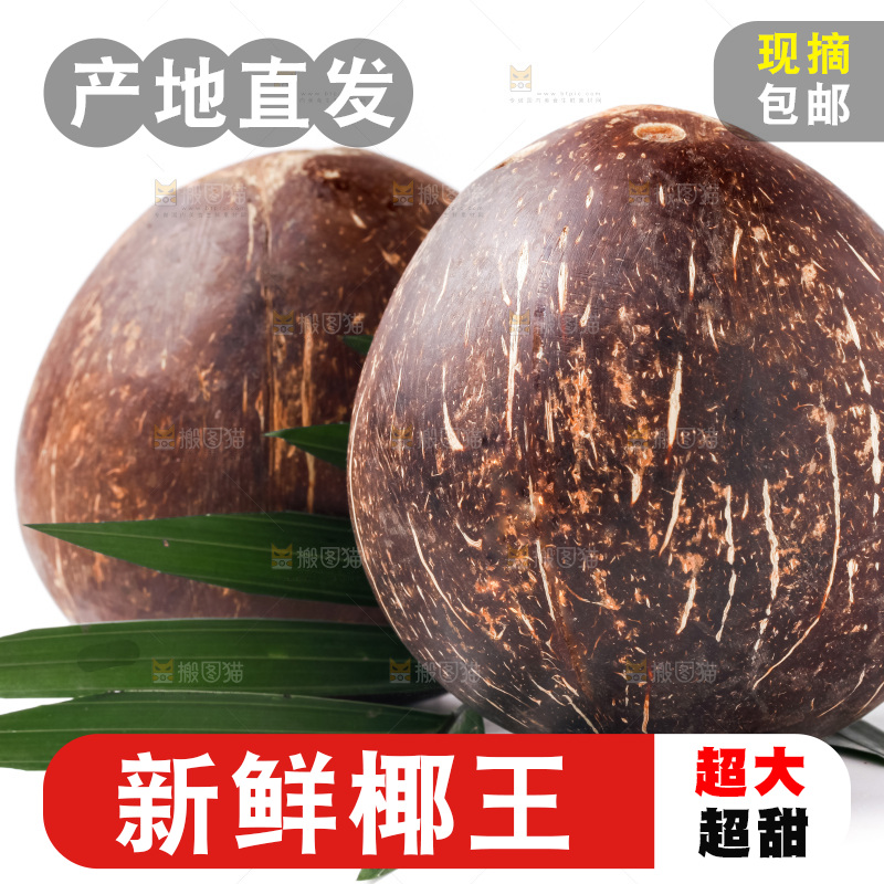 浅底上的椰皇
