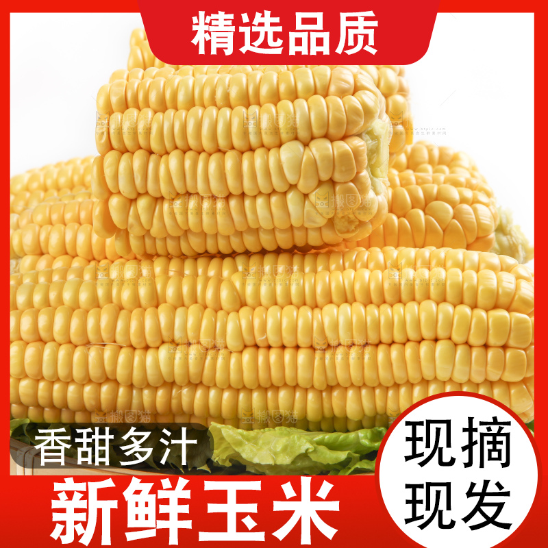 白底上的新鲜玉米