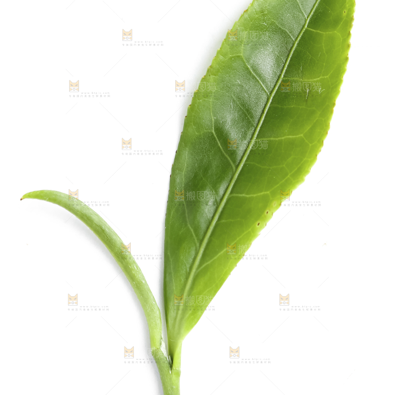 白底上的茶叶