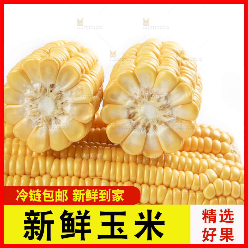 白底上的新鲜玉米