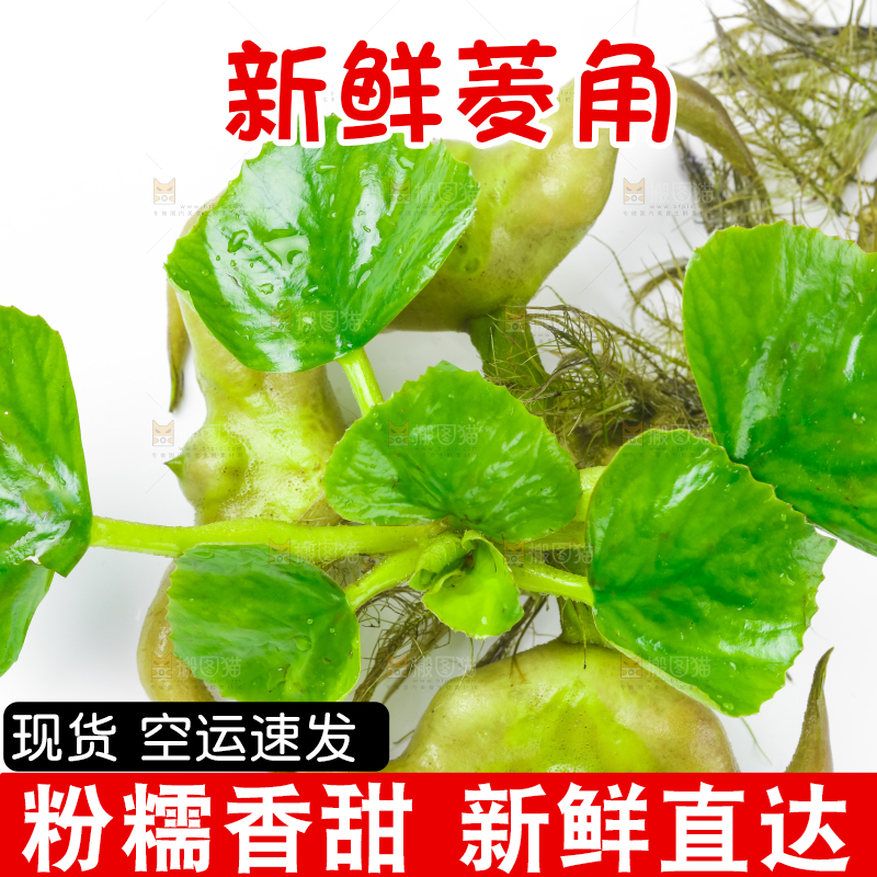 浅底上的新鲜菱角