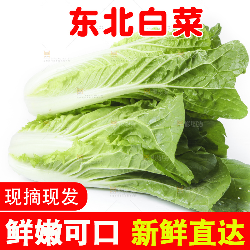 白底上放着大白菜