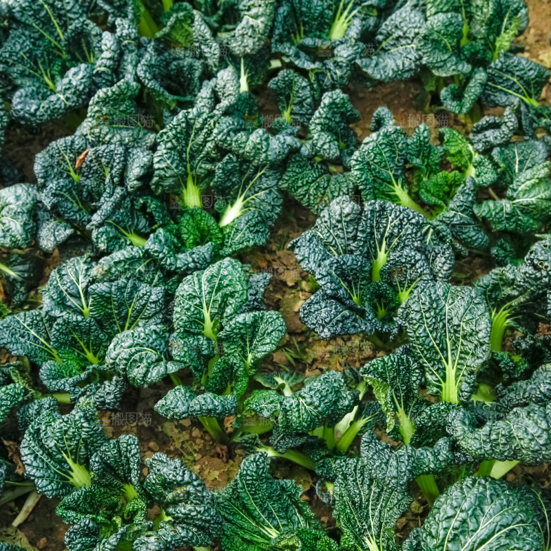 地里种着蔬菜
