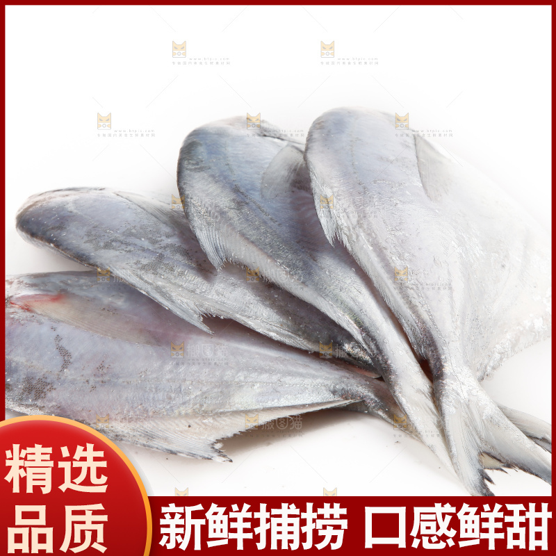 白底上的深海银鲳鱼