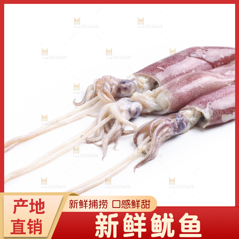 白底上的鱿鱼
