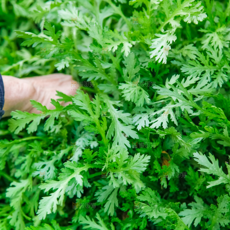 地里种着蔬菜