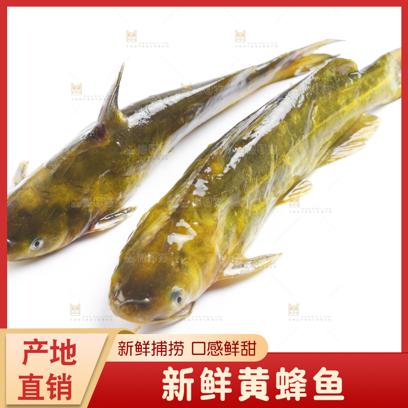 白底上放着黄蜂鱼