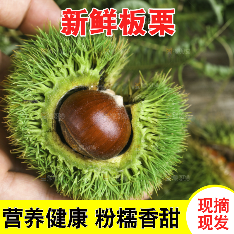 手里拿着新鲜栗子