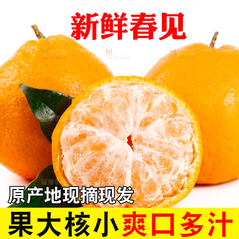 白底上的春见耙耙柑