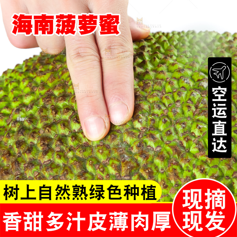 白底上的越南菠萝蜜