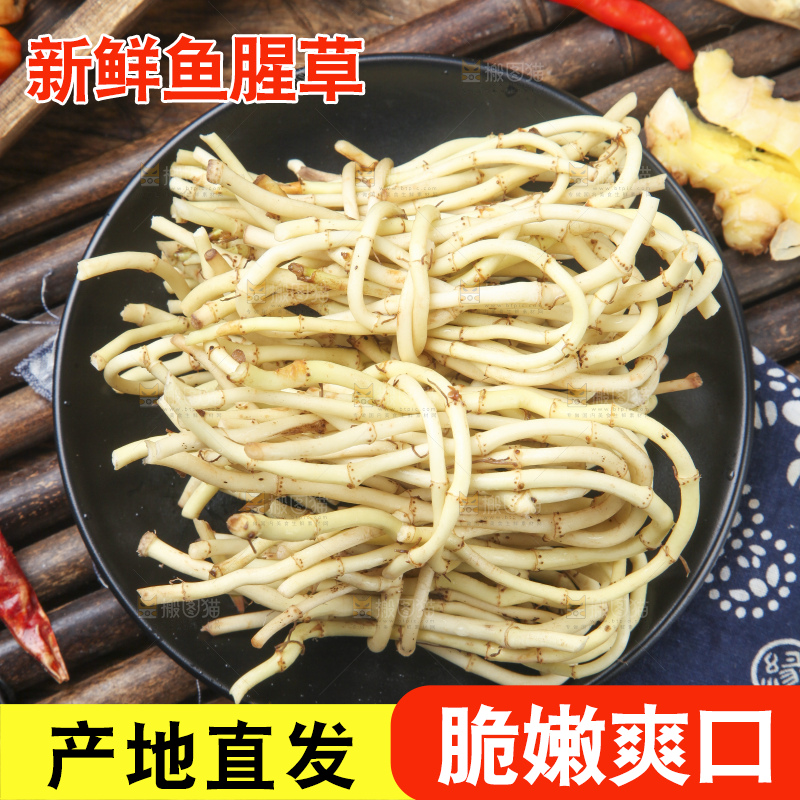 竹底上的鱼腥草