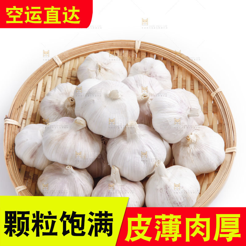 白底上的山东大蒜头