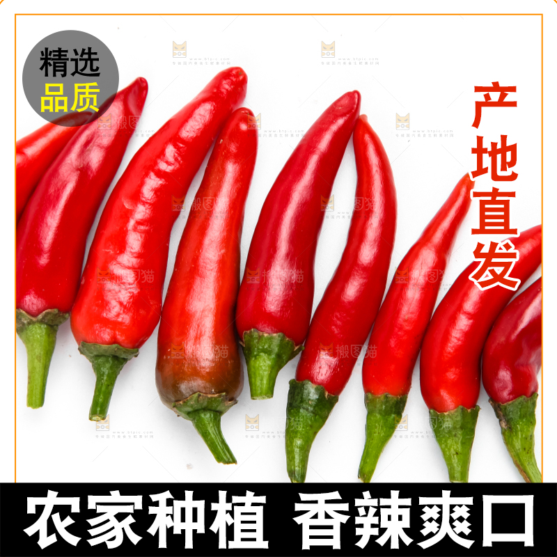 白底上摆放着广西小米椒