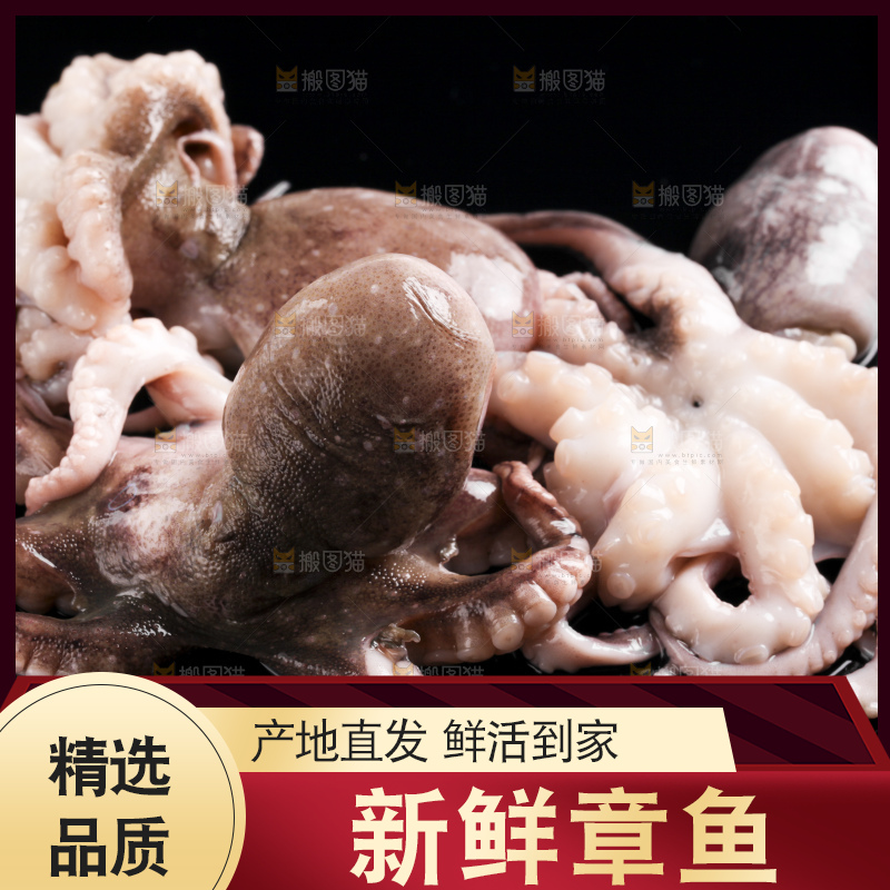 黑底上放着大连章鱼