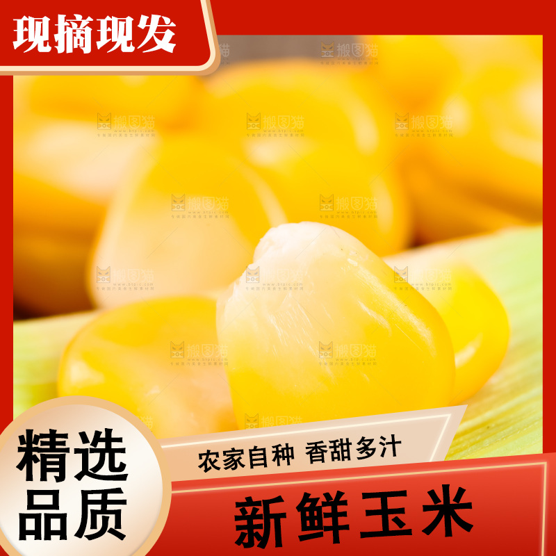 深底上的东北玉米
