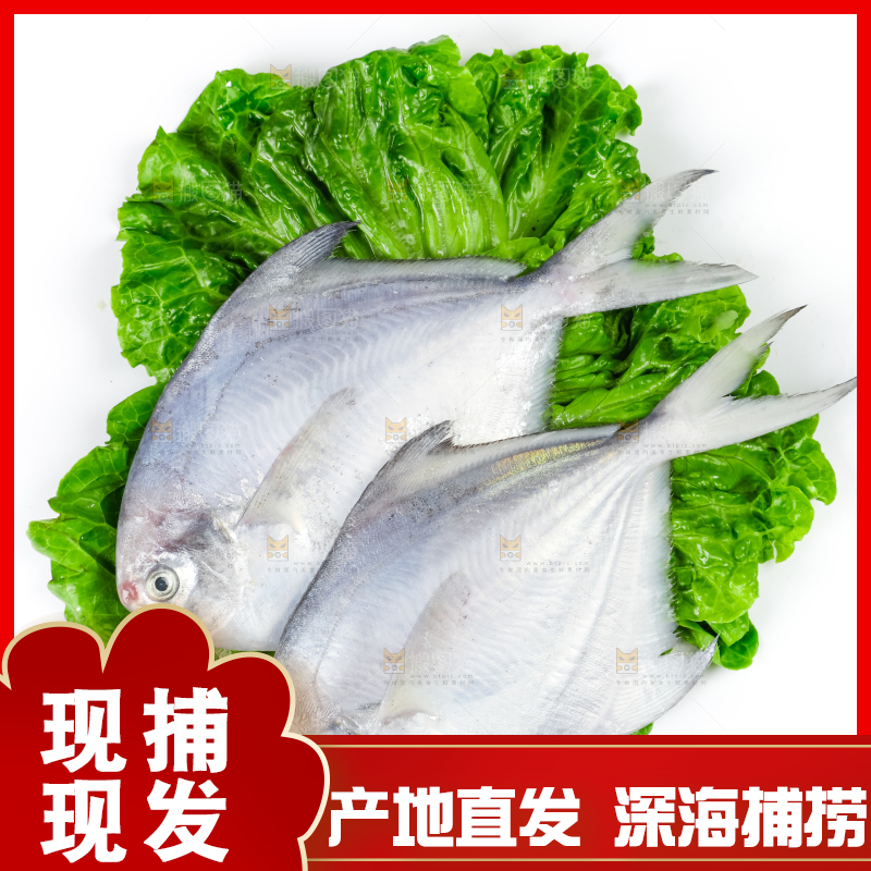 白底上放着银鲳鱼