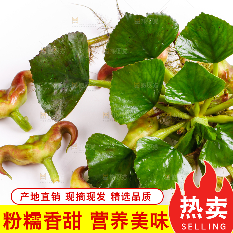 浅底上放着洪湖菱角