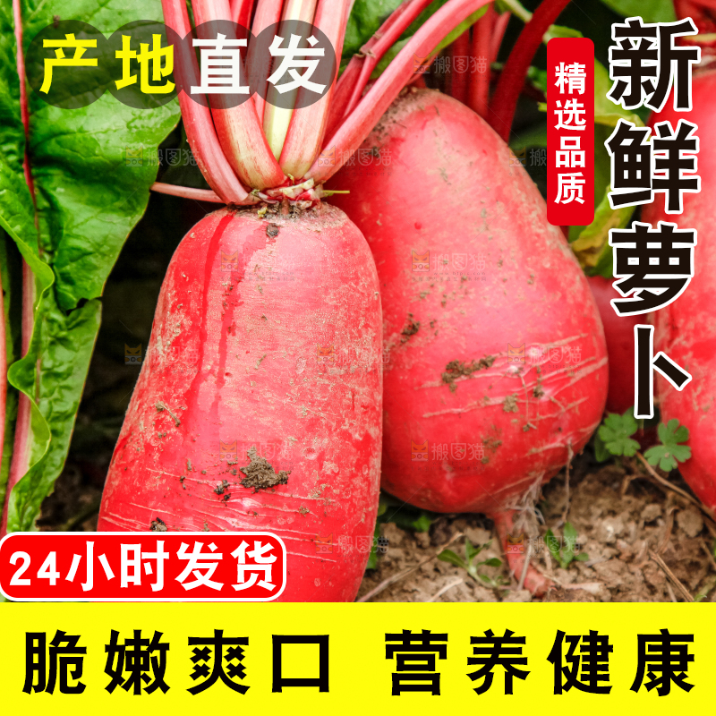 地里种着红萝卜