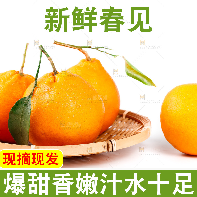 白底上的春见耙耙柑