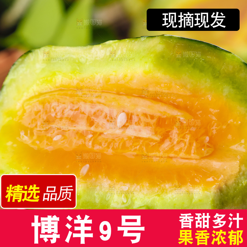 手里拿着博洋香瓜