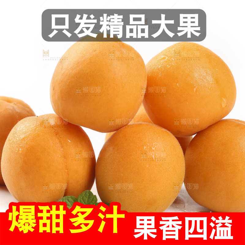 白底上放着山东大黄杏