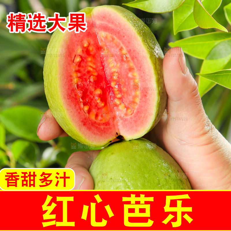 手里拿着红心番石榴