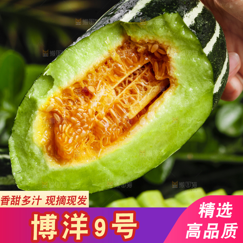 手里拿着博洋9号