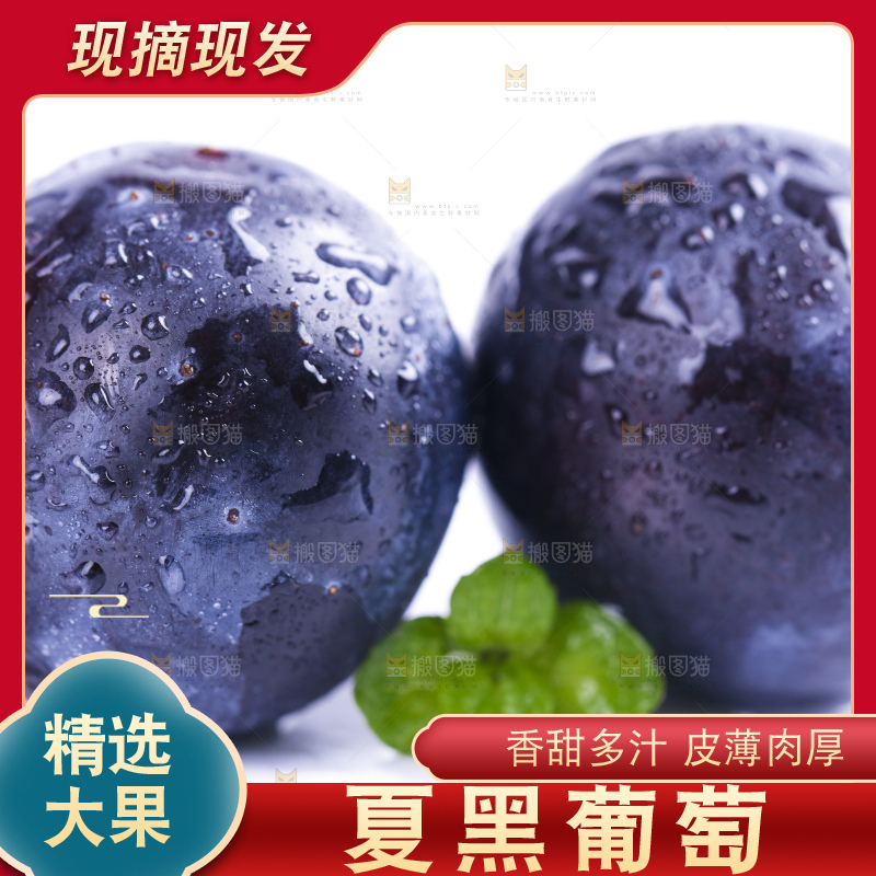 白底上放着夏黑加仑葡萄