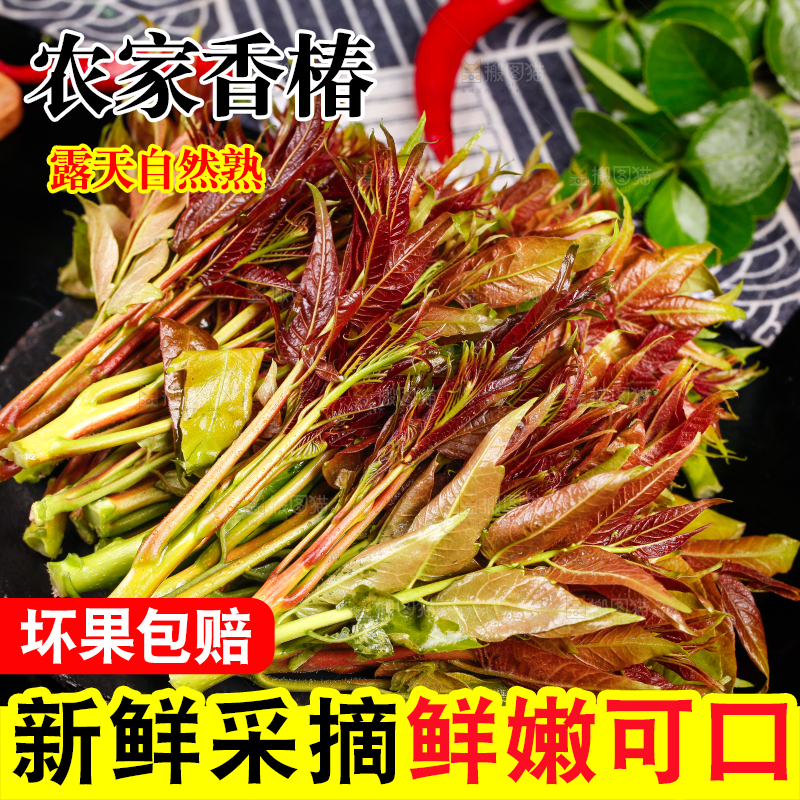 深底上放着香椿芽